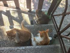 Отдам котят в хорошие руки 