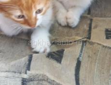 Отдам котят в хорошие руки