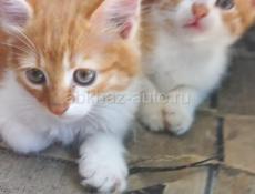 Отдам котят в хорошие руки 