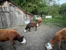 Бычки хорошие упитанные вес разный 