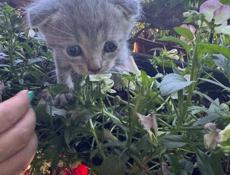 Продам котенка ,подробнее в вацап 