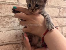 Продам котенка , подробности в вацап
