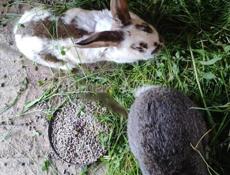 Кролики