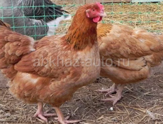 Продаю
