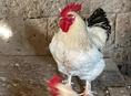 Крупные петухи🐓