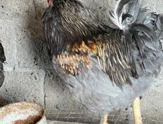 Крупные петухи🐓