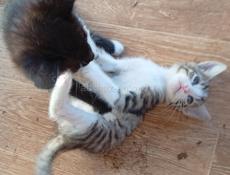 Дарю котят.