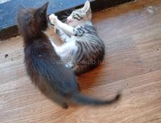 Дарю котят.