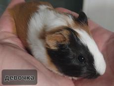 Морские свинки