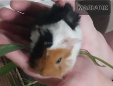 Морские свинки