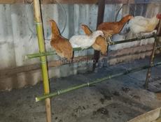 Продаётся птица