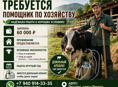 ТРЕБУЕТСЯ ПОМОЩНИК ПО ХОЗЯЙСТВУ 🌿🐄