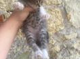 Котята полукровки