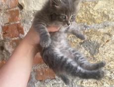 Котята полукровки