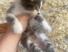 Котята полукровки