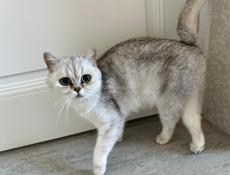 Котята чистокровные 