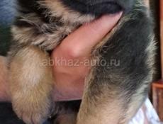 Немецкая овчарка