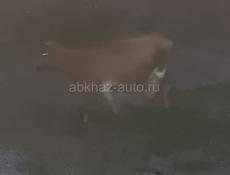 Продаются две дойные коровы 