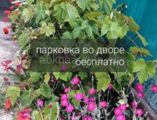 Номера с удобствами 