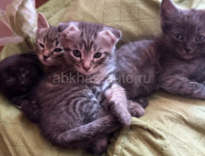 Отдадим котят