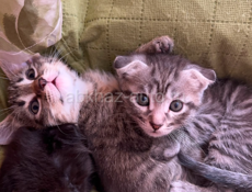 Отдадим котят