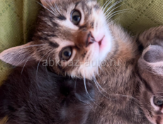 Отдадим котят