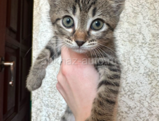 Котята даром