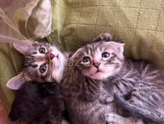 Котята 