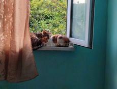 Кот и кошка