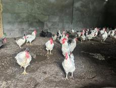 Домашний куры несушки 