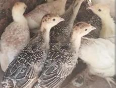 Продаются индюшата 2 недели крупные, здоровые.
