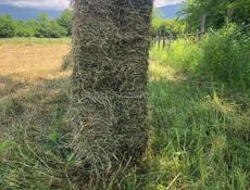 Продаю люцерну