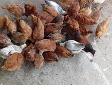 Продаются цыплята 