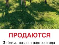 ПРОДАМ 