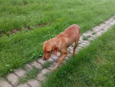 Отдадим в хорошие руки 