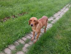 Отдадим в хорошие руки 