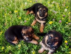 Немецкая овчарка