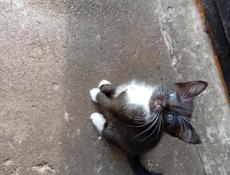 Дарю котят.
