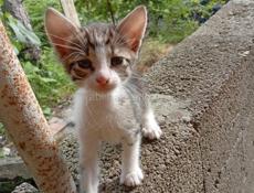 Дарю котят.
