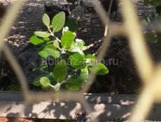 Продаются подрасщённые цыплята породы : Мастер грей,Гриз бар.