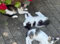 Красивые котятки