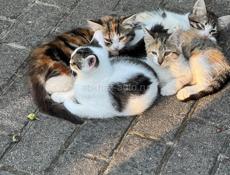 Красивые котятки