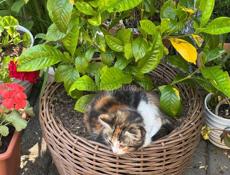 Красивые котятки