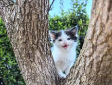 Красивые котятки
