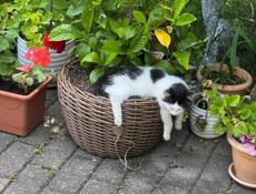 Красивые котятки