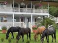 Продажа лошадей 
