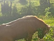 Продается бык в Члоу 