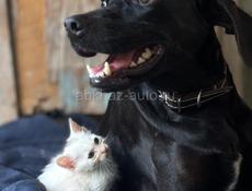 Отдам в добрые руки котенка