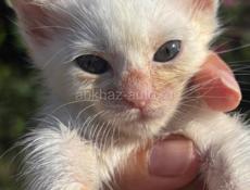 Отдам в добрые руки котенка