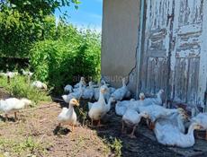 Продаются гуси и утки р. Очамчира с. Илор все по телефону